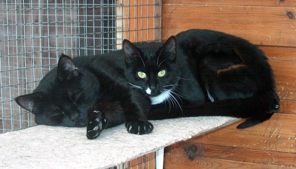 Jet and Flora in a relaxed pose
