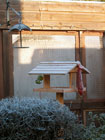 Image of another feeding blue tit