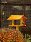 Image of a feeding blue tit