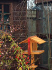 Image of a feeding long-tailed tit