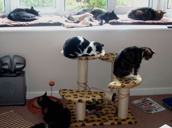 Image of all our cats relaxing
